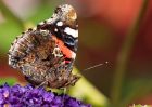 redAdmiral_060809c.jpg