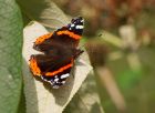 redAdmiral_100908a.jpg