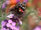 redAdmiral_120810a.jpg