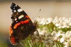 redAdmiral_130915c.jpg