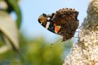 Filename=redAdmiral_160816a.jpg
Filesize=348KB
Dimensions=1200x800
Date added=Feb 01, 2018 redAdmiral_160816a.jpg