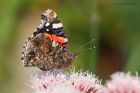 Filename=redAdmiral_gdn_020923a.jpg
Filesize=883KB
Dimensions=1300x867
Date added=Aug 28, 2025 redAdmiral_gdn_020923a.jpg