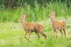 redDeerCalf_LM_210723aa.jpg