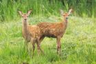 redDeerCalf_LM_210723bb.jpg