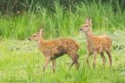 redDeerCalf_LM_210723ff.jpg