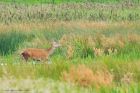 redDeer_LM_0775_220817a.jpg