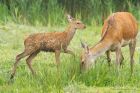redDeer_LM_210723aa.jpg