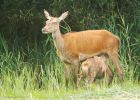 redDeer_LM_210723cc.jpg