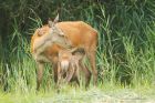 redDeer_LM_210723dd.jpg