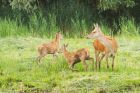 redDeer_LM_210723ee.jpg