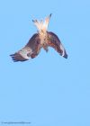 redKite_260311b.jpg