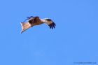 redKite_260311c.jpg