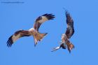 redKite_260311e.jpg