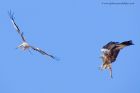 Filename=redKite_260311f.jpg
Filesize=273KB
Dimensions=1000x667
Date added=Mar 27, 2011 redKite_260311f.jpg
