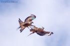 redKite_260311g.jpg