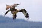 redKite_260311i.jpg