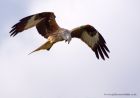 redKite_260311l.jpg