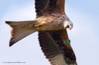 redKite_260311m.jpg