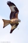 redKite_260311n.jpg