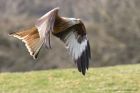 redKite_260311s.jpg