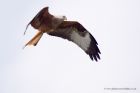 redKite_260311v.jpg