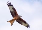 redKite_260311w.jpg