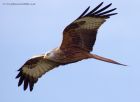 redKite_260311z.jpg