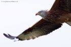 redKite_260311zi.jpg