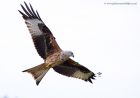 Filename=redKite_260311zn.jpg
Filesize=198KB
Dimensions=1000x706
Date added=Apr 03, 2011 redKite_260311zn.jpg