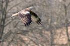 redKite_260311zo.jpg