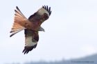 redKite_260311zx.jpg