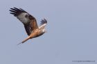 redKite_260311zz.jpg