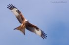 redKite_260311zzc.jpg