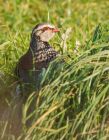 redLeggedPartridge_241008b.jpg