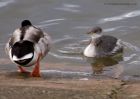 redNeckedGrebe_050111a.jpg