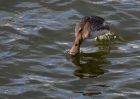 redNeckedGrebe_050111g.jpg