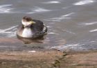 redNeckedGrebe_050111n.jpg