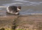 redNeckedGrebe_050111o.jpg