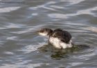 redNeckedGrebe_050111r.jpg