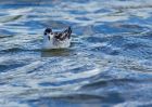 Filename=redNeckedPhalarope_170910a.jpg
Filesize=268KB
Dimensions=1000x714
Date added=Sep 18, 2010 redNeckedPhalarope_170910a.jpg