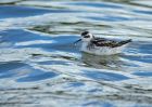 redNeckedPhalarope_170910b.jpg