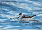 redNeckedPhalarope_170910d.jpg