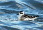 redNeckedPhalarope_170910e.jpg