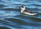 redNeckedPhalarope_170910g.jpg