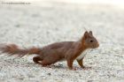 redSquirrel_070611a.jpg