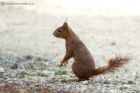 redSquirrel_070611b.jpg