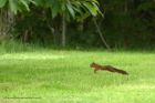 redSquirrel_110612b.jpg