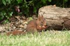 redSquirrel_200613w.jpg