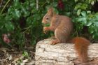 redSquirrel_200613za.jpg