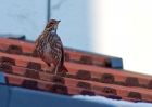 redWing_07012010c.jpg